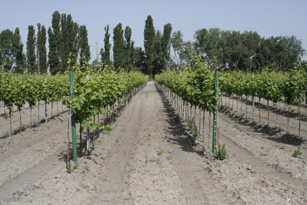Fotografie z fotogalerie ubytování Pension & Weingut Storchenblick v destinaci Illmitz