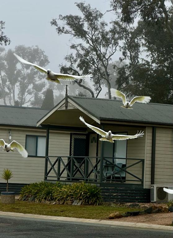 a flock of birds flying in front of a house at Eaglehawk Park Canberra in Canberra