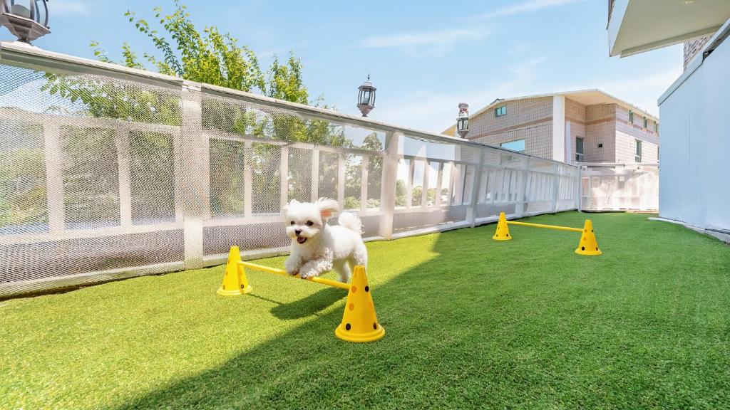 a small white dog jumping over yellow cones at Geoje Blueberry Pet Pension in Geoje