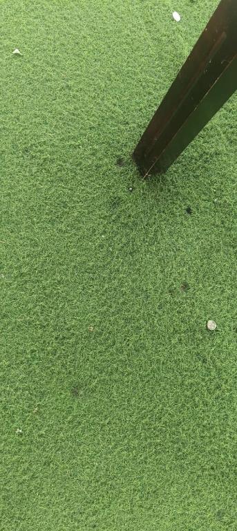 a close up of a green field of grass at II HEAR & BARREL Il in Lonavala