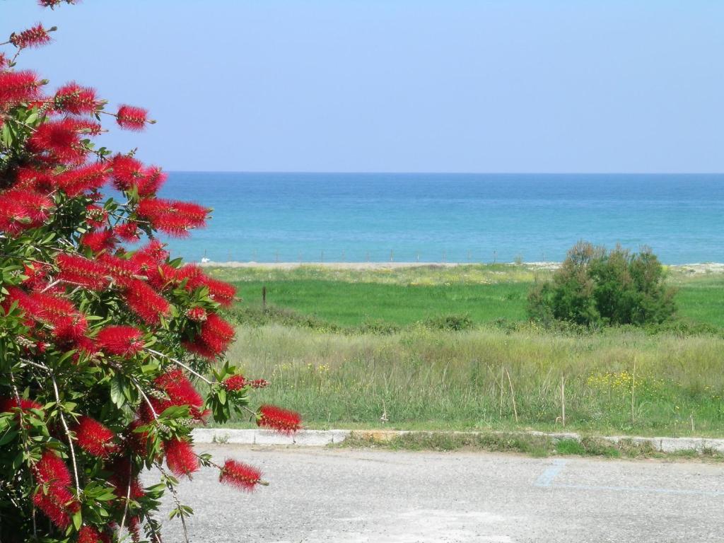 a bush with red flowers on the side of a road at Casa Costaverde in Mandatoriccio Marina