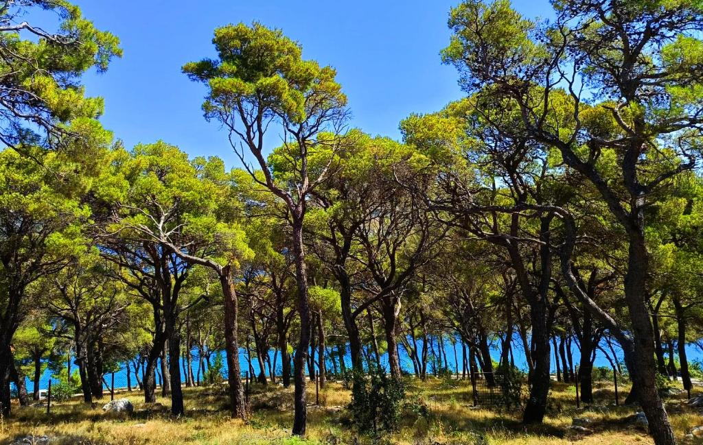 a group of trees in front of the water at By the Mill in Rogoznica