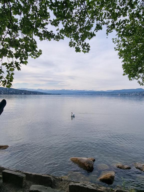 a swan swimming in the water on a lake at YveSkinYoga in Zurich