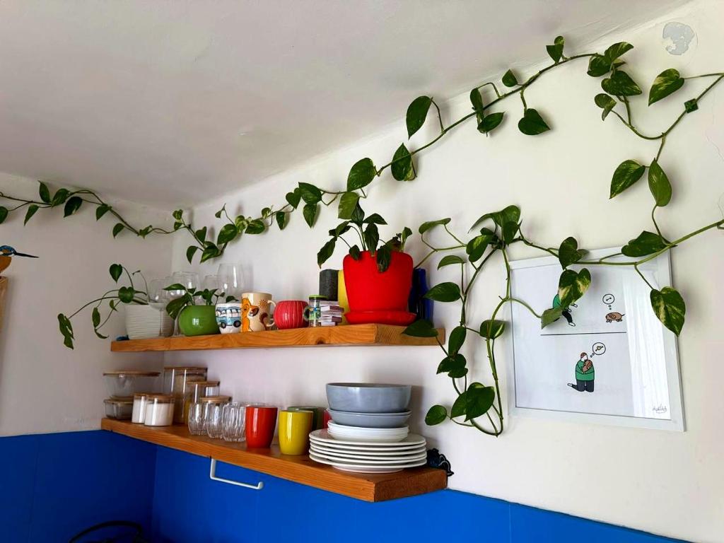 a shelf with a plant hanging from a wall at Tbilisi Vake Inn in Tbilisi City