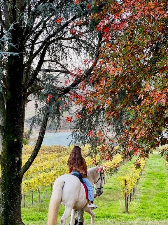 a woman riding a white horse near a tree at Quinta Linhas da Primavera in Guimarães
