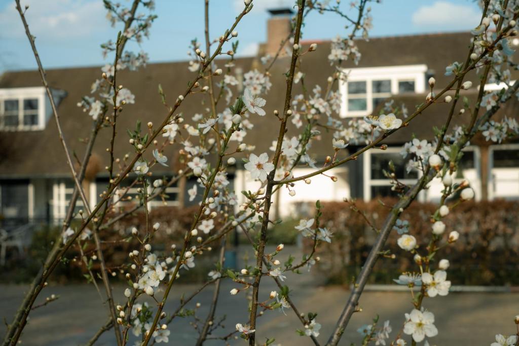 a tree with white flowers in front of a house at Maison Bienvenue in Lierop