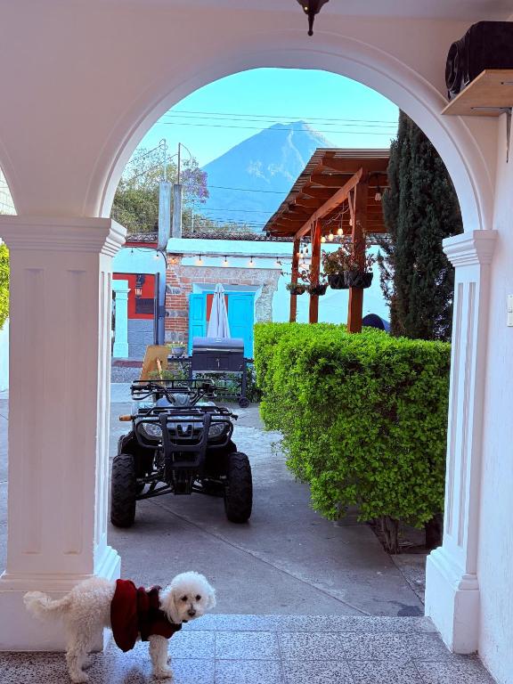 a white dog standing in an archway with a wheeler at Blue Moon Hostel in Antigua Guatemala