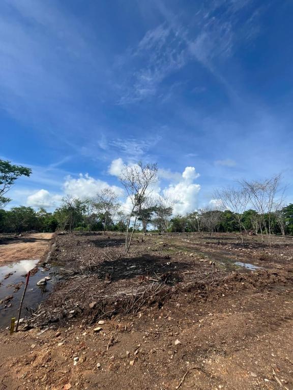 a dirt field with a tree in the middle at Departamento Conjunto Mirador in Santa Cruz Huatulco