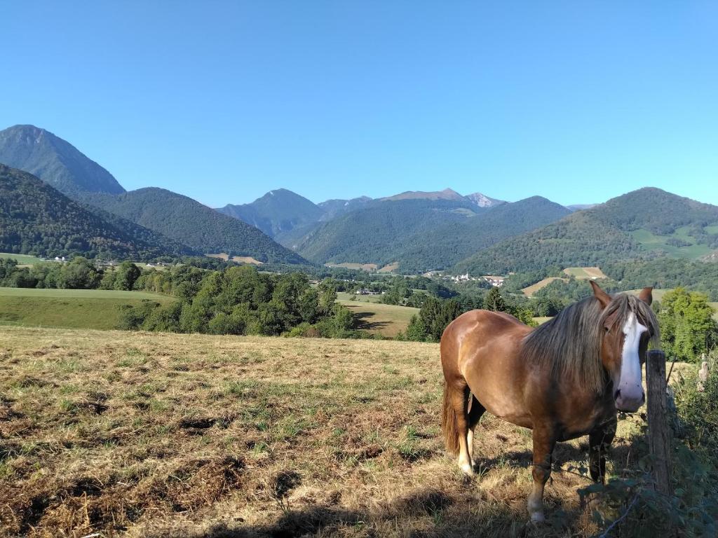 a horse standing in a field with mountains in the background at Une pause au pied des Pyrénées in Asson