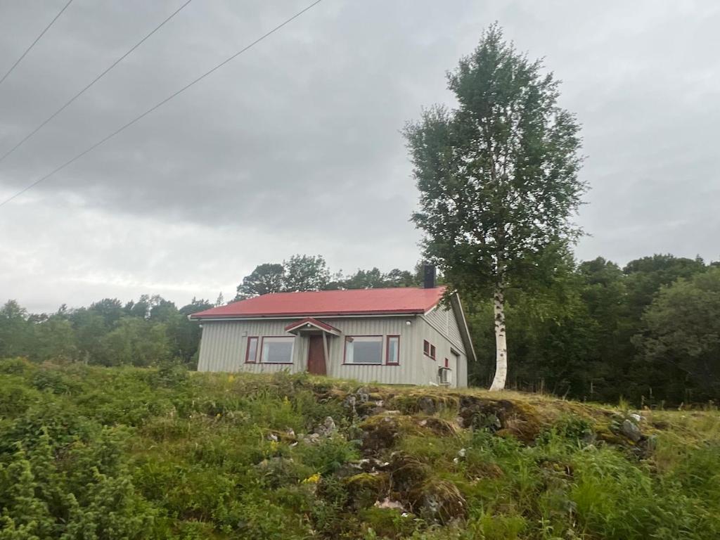 a small house in a field with a tree at Senja seaside retreat in Senja