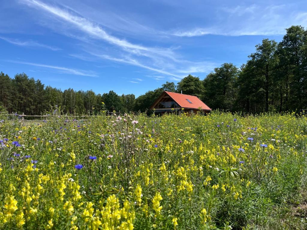 a field of flowers with a house in the background at Wiluki Nasz Dom in Wiluki