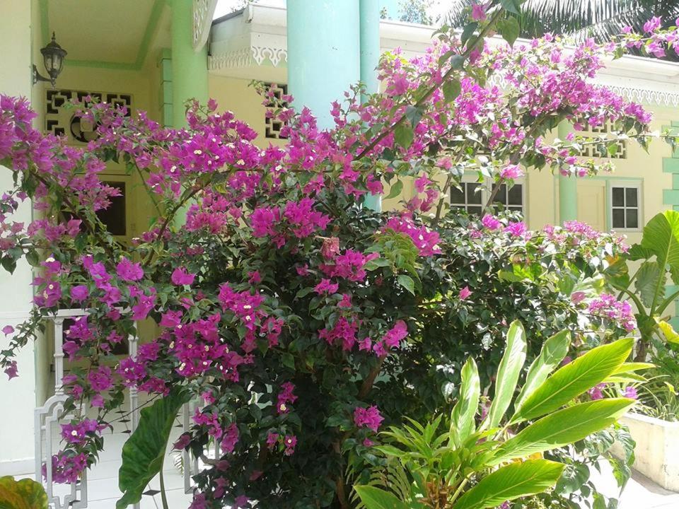 Zahrada ubytování Palm Beach Hotel