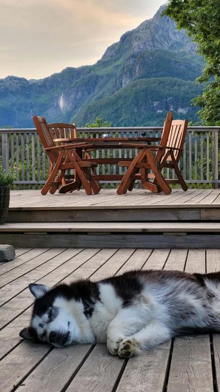 a black and white cat laying on a wooden deck at Shelby's Home in Heimstad