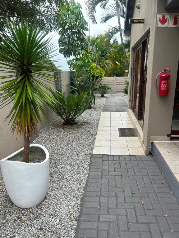 a plant in a white pot next to a building at BoniM Guesthouse - aka Magisha Guesthouse in Nelspruit