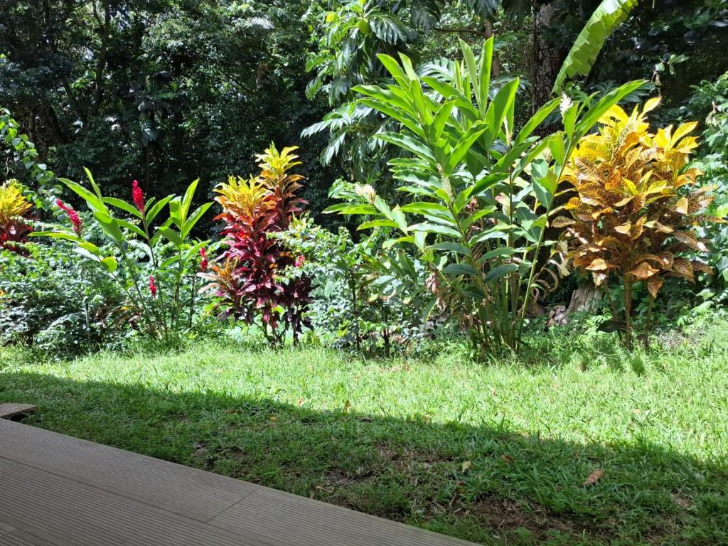 a garden with colorful plants in the grass at Kay Canou - Vue jardin tropical - Calme & nature in Le Robert