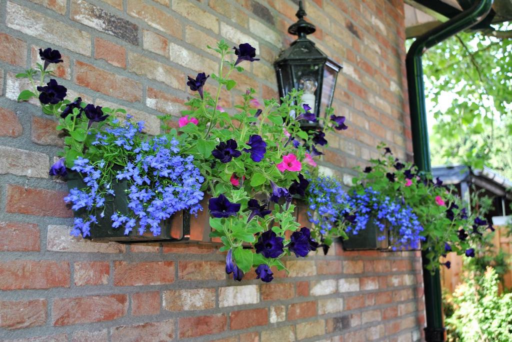 Zahrada ubytování B&B Elegance Hamont