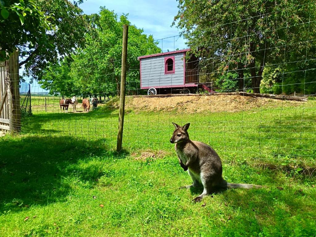 a kangaroo sitting in the grass in a field at La Bohème aux wallabies in Pajay