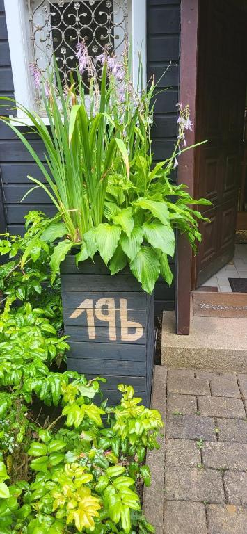 a planter with plants in it in front of a door at Blick-ueber-Hohegeiss in Hohegeiß