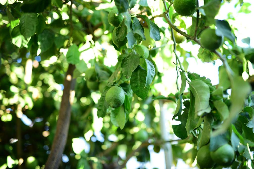 a bunch of green fruit hanging from a tree at The Lemon House in Tel Aviv