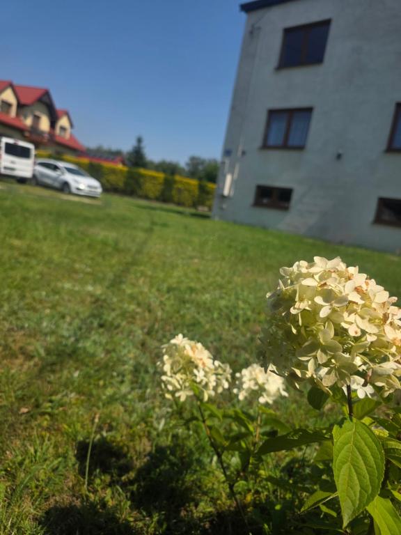 a flower in the grass next to a building at Apartament Stokrotka in Olszyny