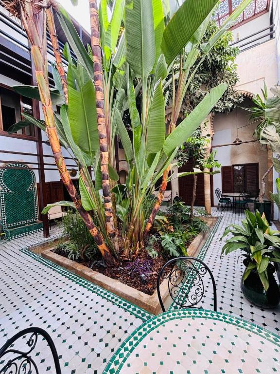 a courtyard with two chairs and a palm tree at Riad El Maâti in Rabat