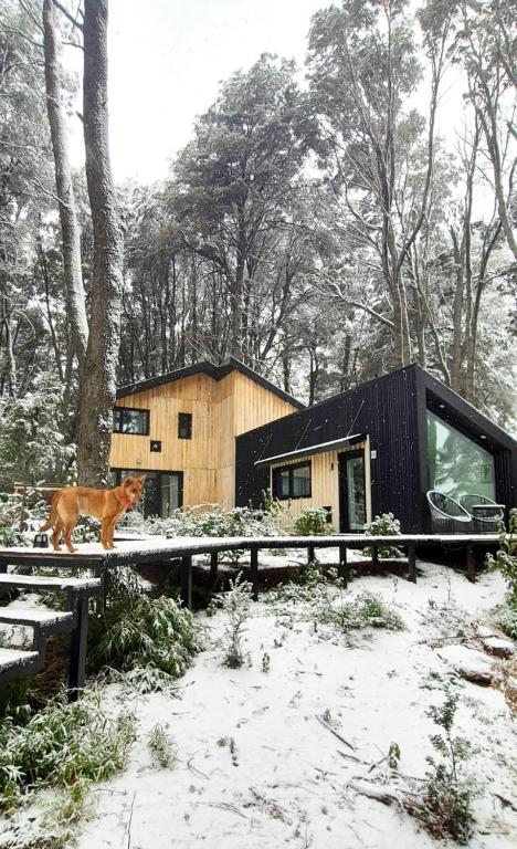 a cat walking in front of a house in the snow at Bosque Cipreses Sur in San Carlos de Bariloche