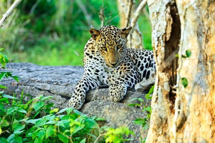 a leopard laying on a rock next to a tree at Elephant paradise Safari resort in Udawalawe