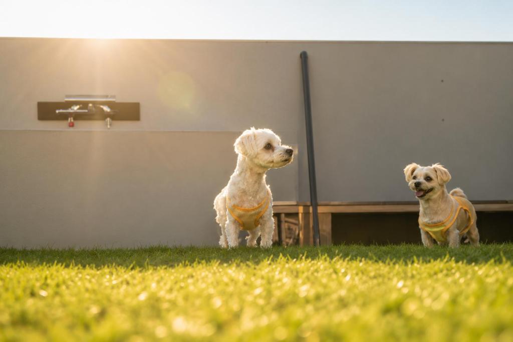 a dog standing in the grass in front of a mirror at Small Resort 志摩 in Shima