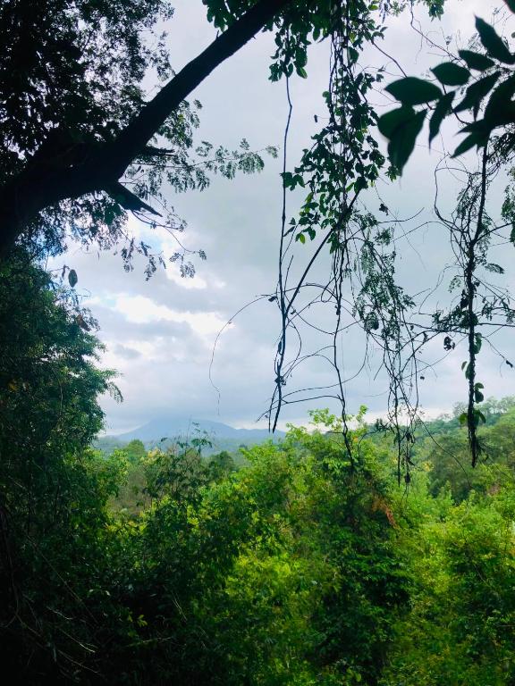 a view of the jungle from the forest at Hide Hills Cabana in Dambulla