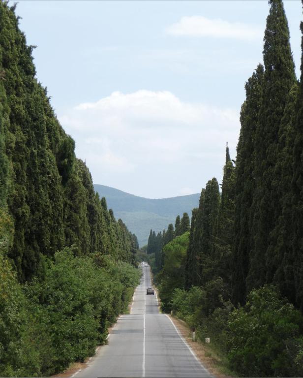 a road in the middle of a forest of trees at Casa Bolgheri Castagno in Bolgheri