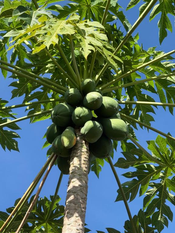 a bunch of green coconuts on a palm tree at Thompson House in Orotina