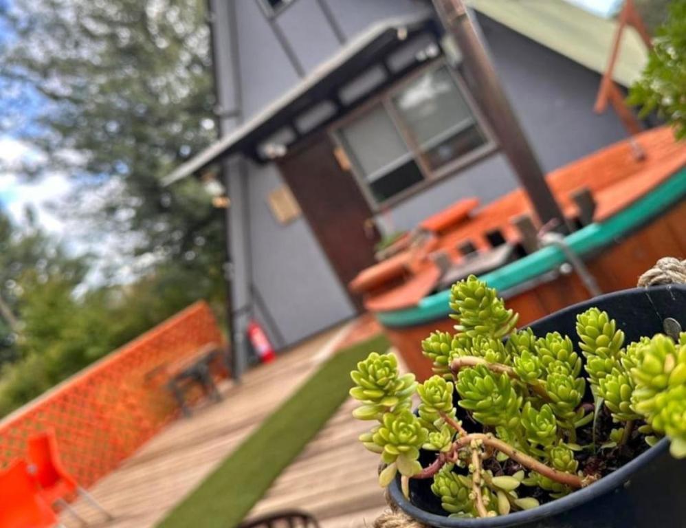 a plant in a pot on a deck with a boat at Los boldos in Concón
