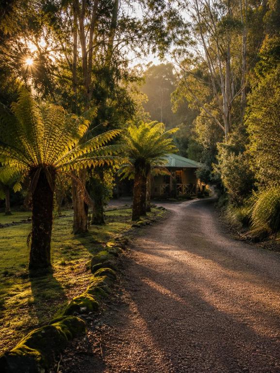 a dirt road in a forest with palm trees at Cradle forest inn in Moina