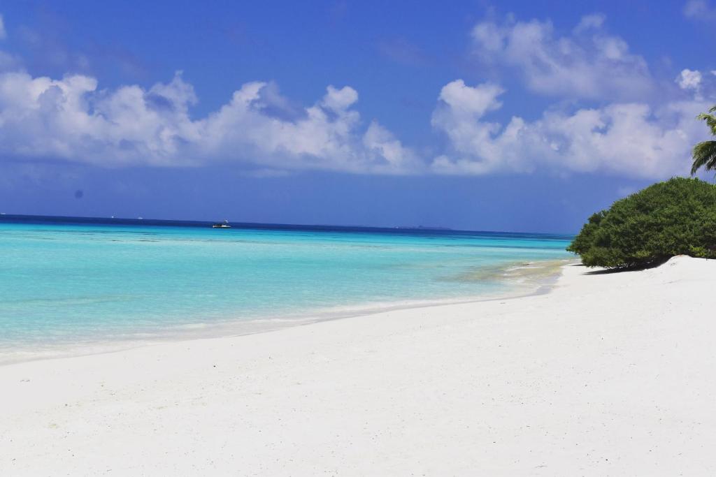 a beach with a palm tree and blue water at Moodhu Residence in Maamigili