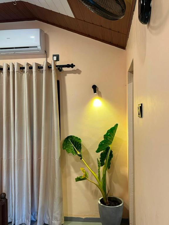 a plant in a room with a curtain and a light at Rasa Homestay in Dickwella