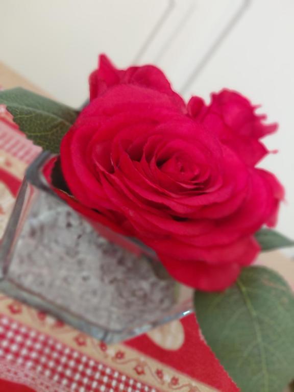 a red rose in a glass vase on a table at Dolce casa in Saone