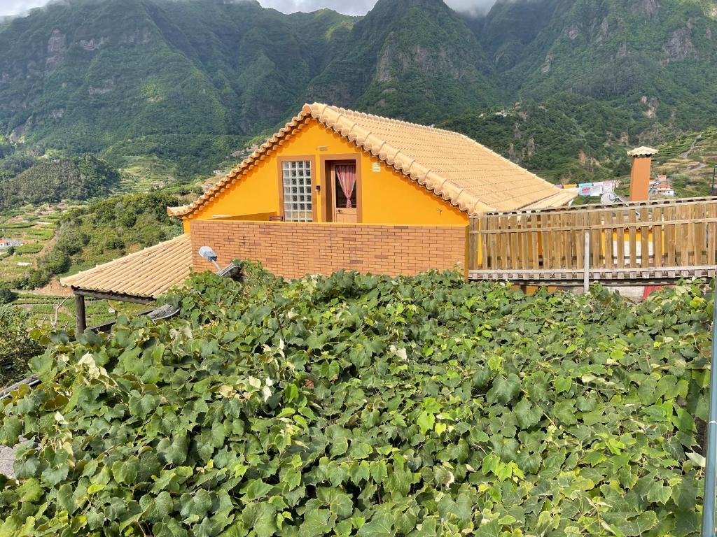 a house in the middle of a field of grapes at Yellow Attic in Senhora do Rosário