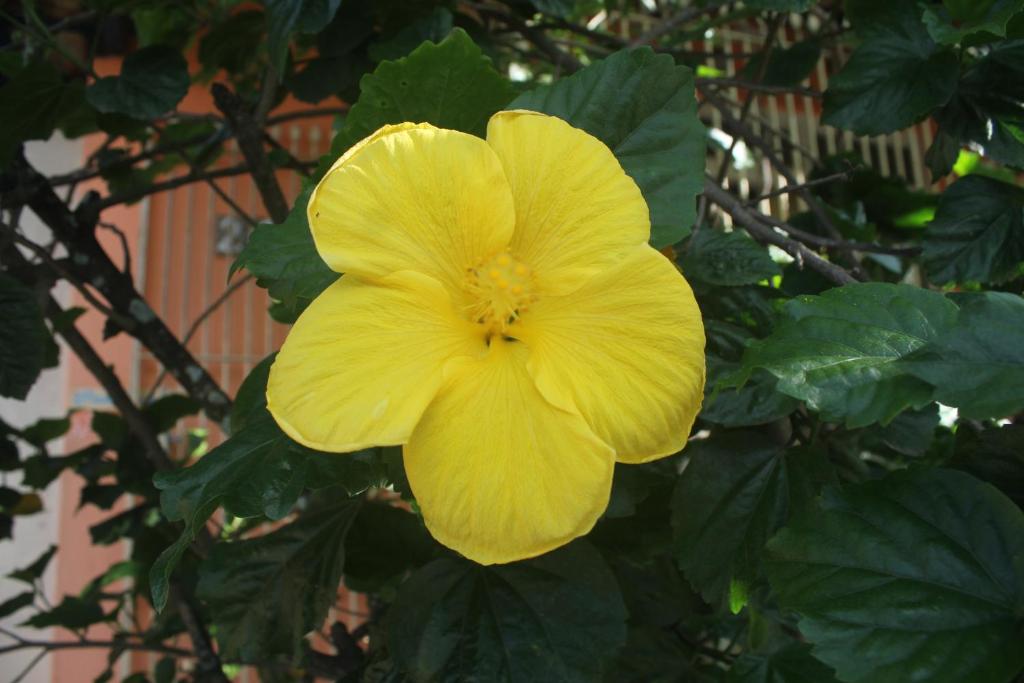 a yellow flower on a plant with green leaves at Ubatuba Surf Spot in Ubatuba