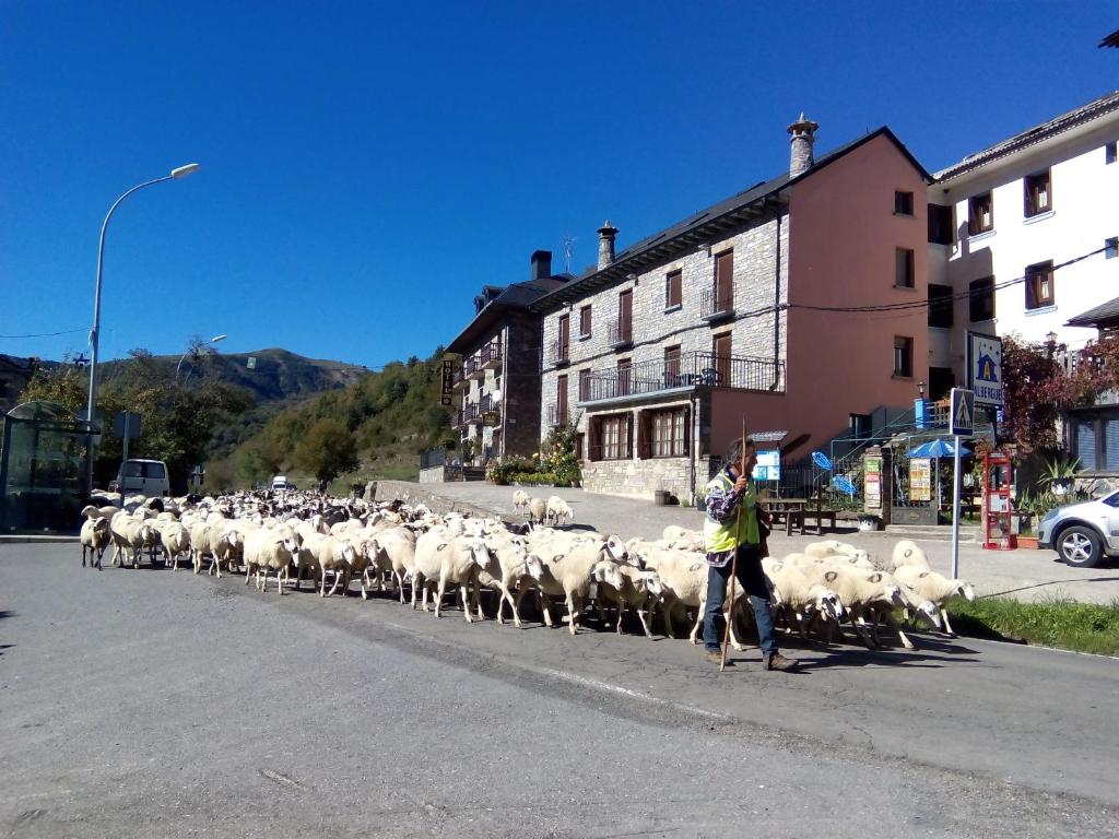 un branco di pecore che cammina per strada di Albergue El Último Bucardo a Linás de Broto
