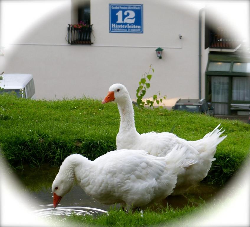 Zvířata v hotelu nebo okolí