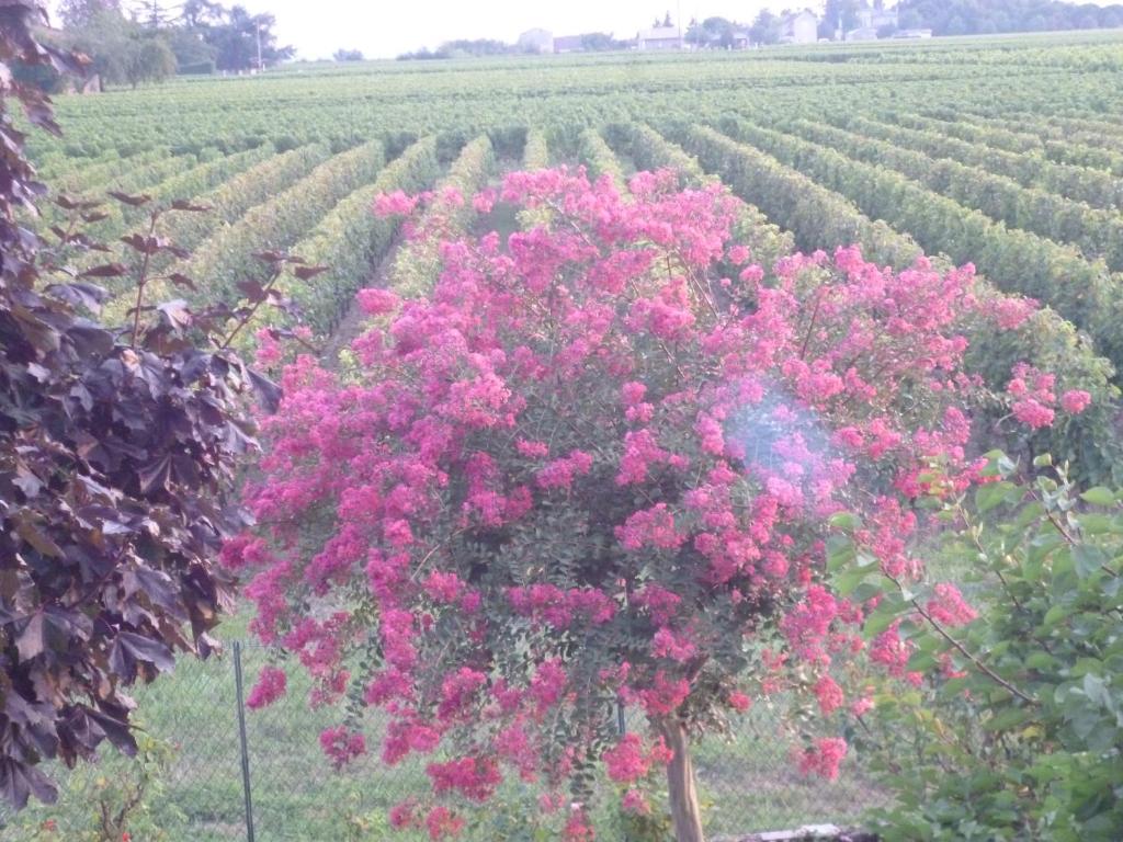 Le Clos des Rosiers - 8