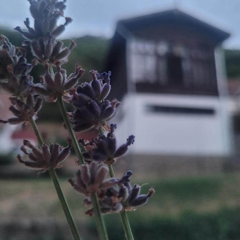 a bunch of purple flowers with a house in the background at Ezüstfenyő Üdülő Visegrád in Visegrád