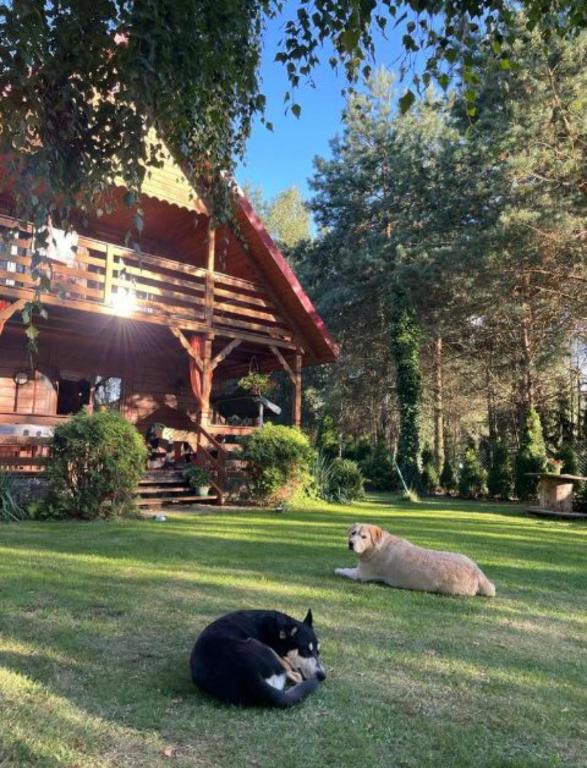 two cats laying in the grass in front of a house at Trasą S7 w 2h z Warszawy i Gdanska, Jadamowo 16 nad jeziorem Mielno in Olsztynek