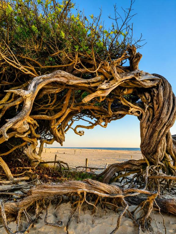 an uprooted tree on the beach at Mar & Sol Preá - 700m da Praia - 12km de Jeri - 15km do Aeroporto in Prea