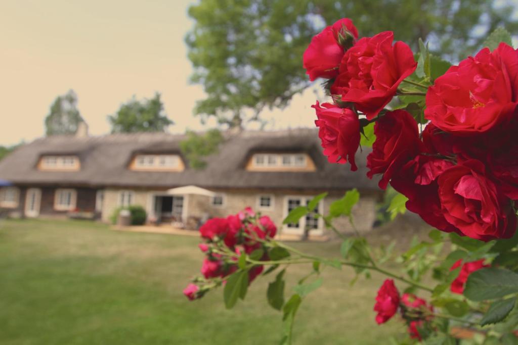 a bunch of red roses in front of a house at Metsara B & B in Tornimäe