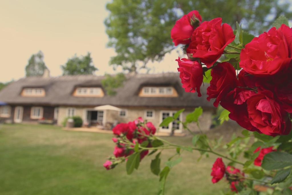 Zahrada ubytování Metsara B & B