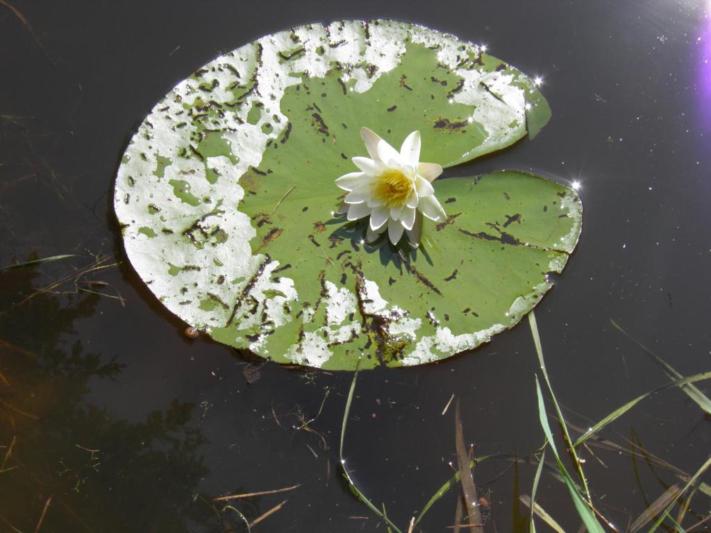 Fotografie z fotogalerie ubytování Fledermausschloss v destinaci Lohsa