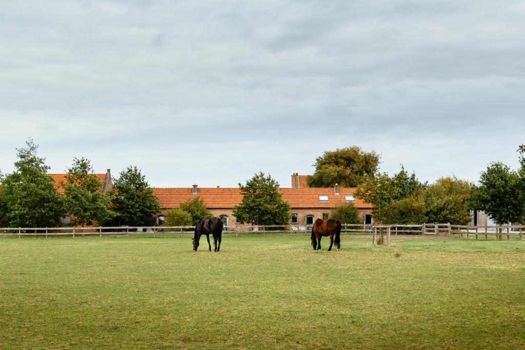 trois chevaux paissant dans un champ devant un bâtiment dans l'établissement Het Zwaluwnest, à Middelkerke