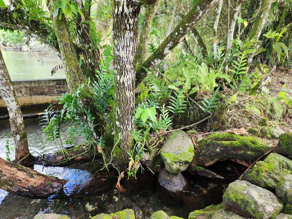 THE SECRET SPOT - Fenua Aihere - TAUTIRA - photo 2 - Tahiti, Polynésie