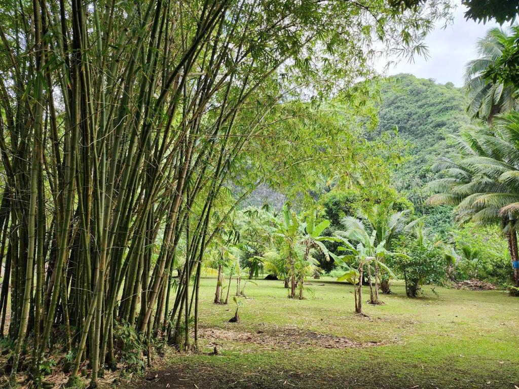 THE SECRET SPOT - Fenua Aihere - TAUTIRA - photo 8 - Tahiti, Polynésie